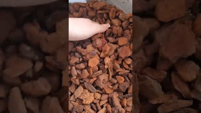 Кора сосны пинии,импорт Португалия смотреть онлайн