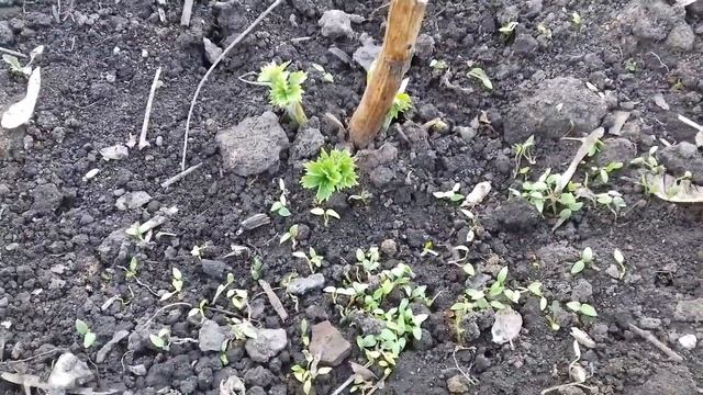ДЕЛЬФИНИУМ.ОБЗОР ВСХОДОВ ПОДЗИМНЕГО ПОСЕВА. смотреть онлайн