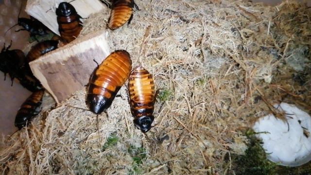 Мадагаскарские тараканы пасутся смотреть онлайн