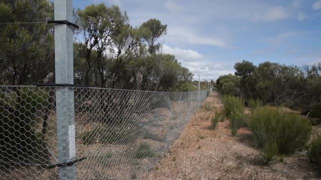 Saving an Endangered wattle: Translocating Acacia cochlocarpa смотреть онлайн