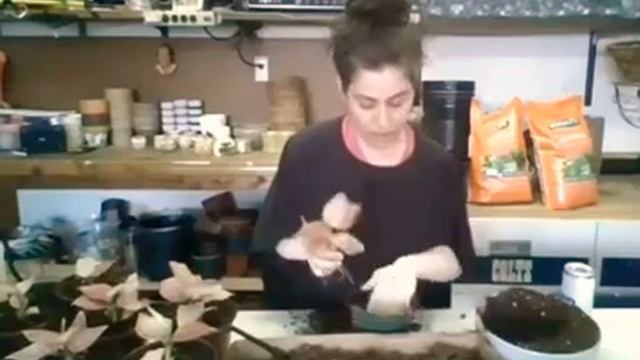 REPOTTING AGLAONEMA PINK LADY