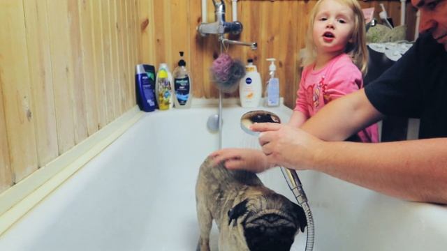 Ручная автомойка для моего мопса Жорика Моем собаку смотреть онлайн