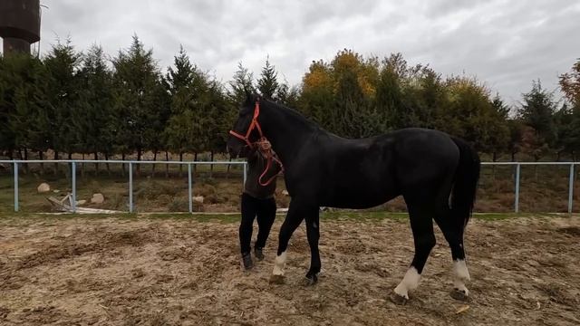 Иноходец! Польша тойлар, биялар ва отлар сотилади! Продаются лошади из Европы! смотреть онлайн