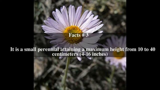 Erigeron argentatus Top # 5 Facts смотреть онлайн