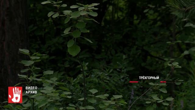 В Усть-Катавском районе медведь забрел в населенный пункт смотреть онлайн