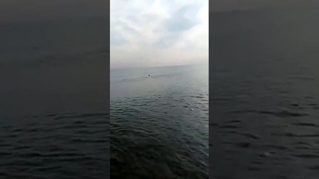 На Бугазской косе увидели живую русалку