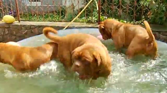 Питомник бордоских догов «Perle de France» http://perl.petsinform.com/ смотреть онлайн