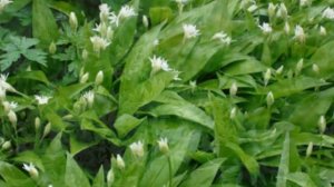 Выращивание черемши из семян в домашних условиях | Осенняя посадка черемши