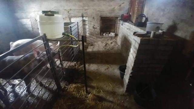 Свині 6 місяців плани для розширення ждем загулу свинок ))) смотреть онлайн