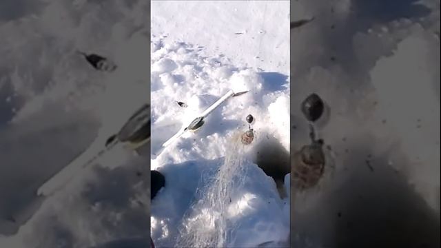 Китайская кормушка с сеткой на зимней рыбалке тест #shorts смотреть онлайн