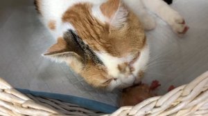 Помогаем новорожденному котенку выжить