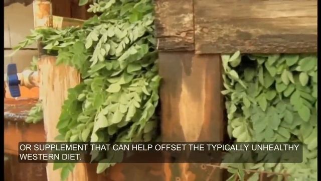 Moringa Benefits Documentary | 