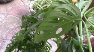 МОНСТЕРА КОСАЯ.  СТОИТ ЛИ ПЕРЕВАЛИВАТЬ В БОЛЬШИЙ ГОРШОК