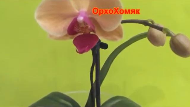 Домашнее цветение орхидеи Голден Бьюти (Phalaenopsis Golden Beauty) смотреть онлайн