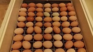 Закладка куриных яиц в инкубатор "Несушка" на 63 яйца