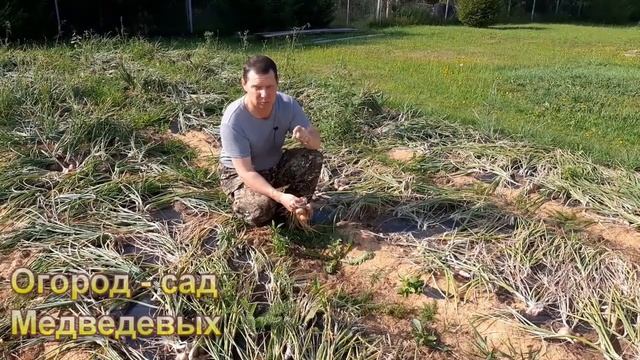 Урожай Лука-шалота без прополки и рыхления смотреть онлайн