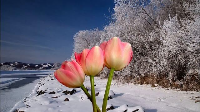 Муз открытка Татьянин день смотреть онлайн