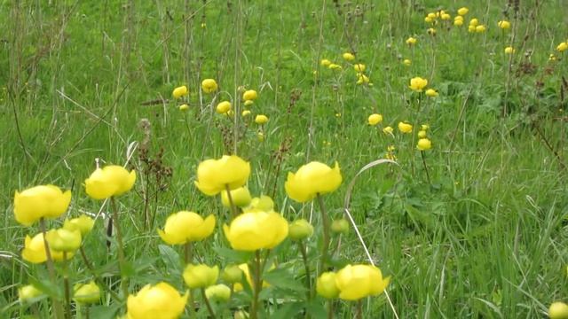 Солнечная купальница. смотреть онлайн
