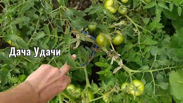 Томат КАНОПУС! Стойкий сорт с буйной урожайностью! Дача Удачи смотреть онлайн