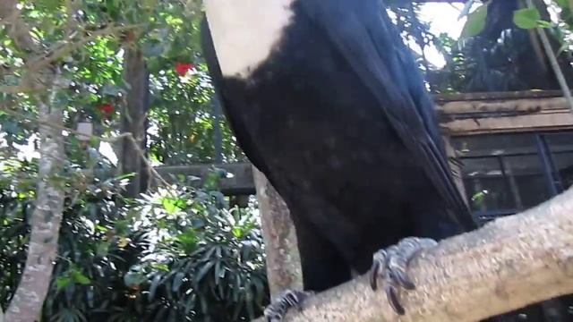 Воришка сигарет на Бали