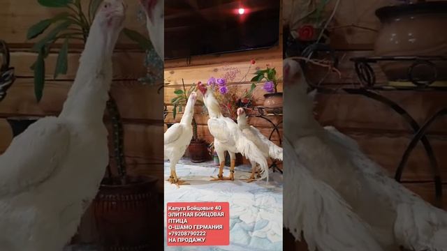 КАЛУГЕ БОЙЦОВ (2) смотреть онлайн