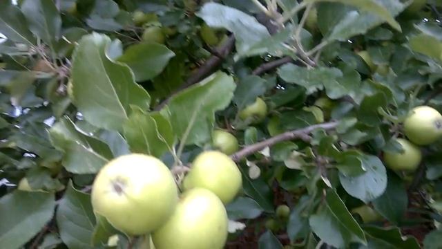 Удивительный вечер, стихи в субтитрах смотреть онлайн