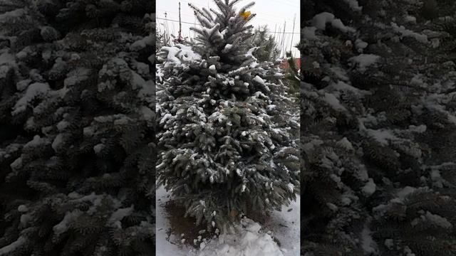 Ель голубая глаука www.eco-tree.kz смотреть онлайн