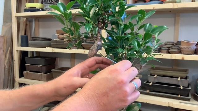 Bonsaify | Basics Of Bonsai: Trimming And Wiring A Ficus Tree