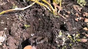 Картофель Лада пробуем капать