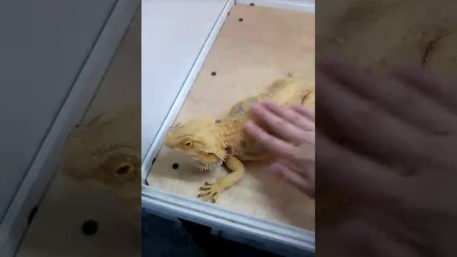 Контактный зоопарк! смотреть онлайн