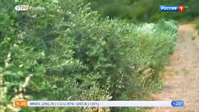 Выращивание оливок в Крымском федеральном университете. смотреть онлайн