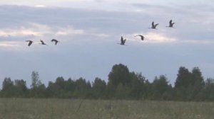 Н Рубцов Журавли