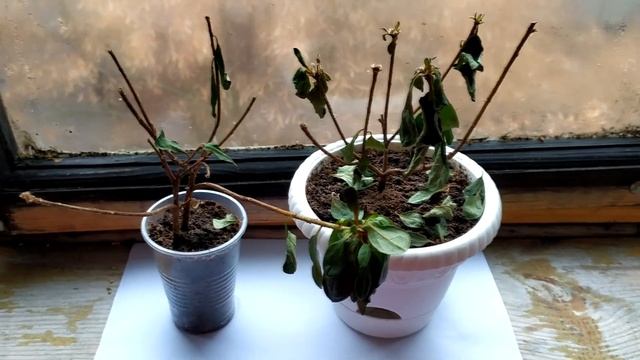 АЗАЛИЯ Погибла еще одна Уценка смотреть онлайн