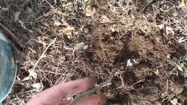 Хранение саженцев в подвале 3, высадка в мерзлоту. Весеннее опрыскивание мочевиной смотреть онлайн