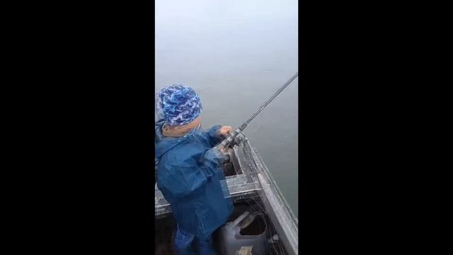 Рыбалка на хариуса на реке Бия смотреть онлайн