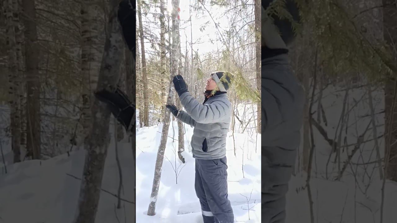 Как спастись в зимнем лесу! смотреть онлайн