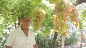 Виноград на горизонтальной шпалере! Владимир Кравец 11 часть!