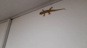 Iran 🇮🇷 посёлок Морварид для проживания работников строительства АЭС "Бушер" نیروگاه مروارید بوشهر