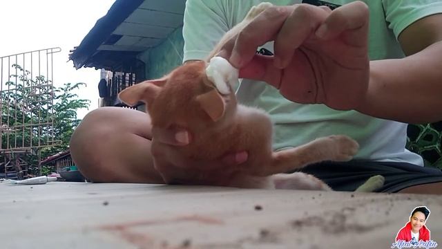 Jurnal Kucing #7 : Alhamdulillah Mata Beleknya Mulai Sembuh, Alon² Asal Kelakon Sing Penting Waras смотреть онлайн