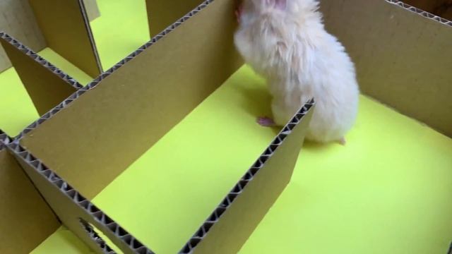 Новый дом для хомяка Кнопы | Лабиринт 5 этажей | DIY смотреть онлайн