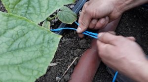 Подвязка огурцов, плавающий узел