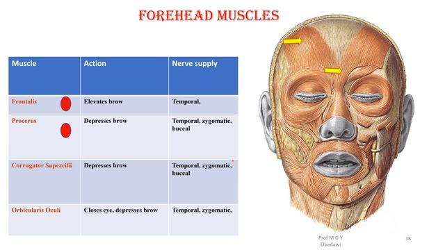 The Face and scalp смотреть онлайн
