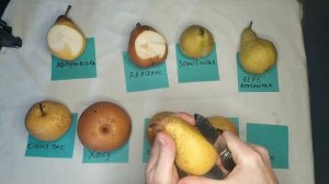 Дегустация сортов груши