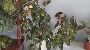 Почему  у моей бегонии Макулата такие большие листья? Выращивание кейн-бегоний