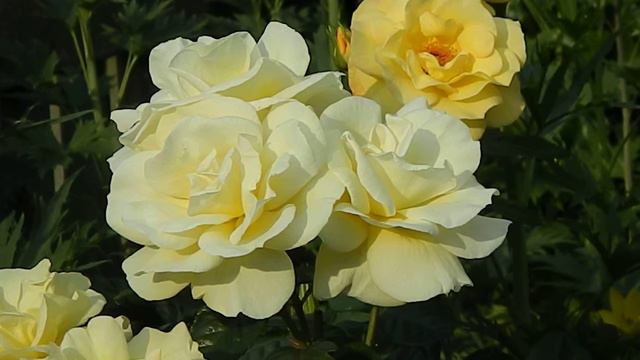 Rosa Goldmarie 82 смотреть онлайн