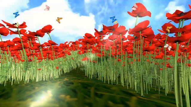 Футаж Маковое поле. Красивый фон с бабочками смотреть онлайн