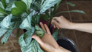 Новые аглаонемы в моем доме/Неприхотливые теневыносливые растения/Особенности выращивания аглаонем