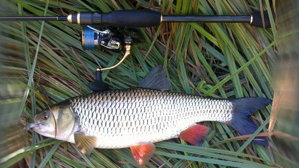 Favorite Synapse SYS-702ML / Обзор спиннингового удилища на голавлёвой рыбалке.