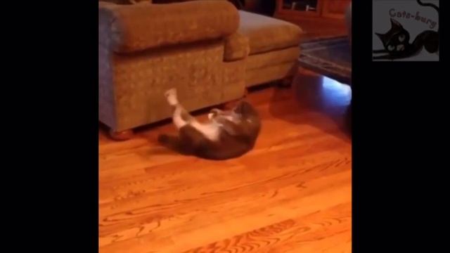 Тренажеры для кота! Беговое Колесо для Кошек. Смешное видео про кошек / Cat training смотреть онлайн