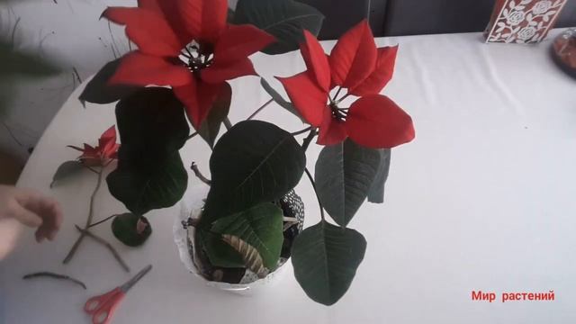 ?Обрезка Пуансетии. Период покоя рождественской звезды. смотреть онлайн